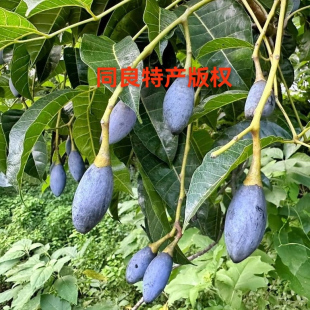 普宁三捻吊思茅乌橄榄健康天然食品老人小孩下饭菜开胃菜淡盐腌制