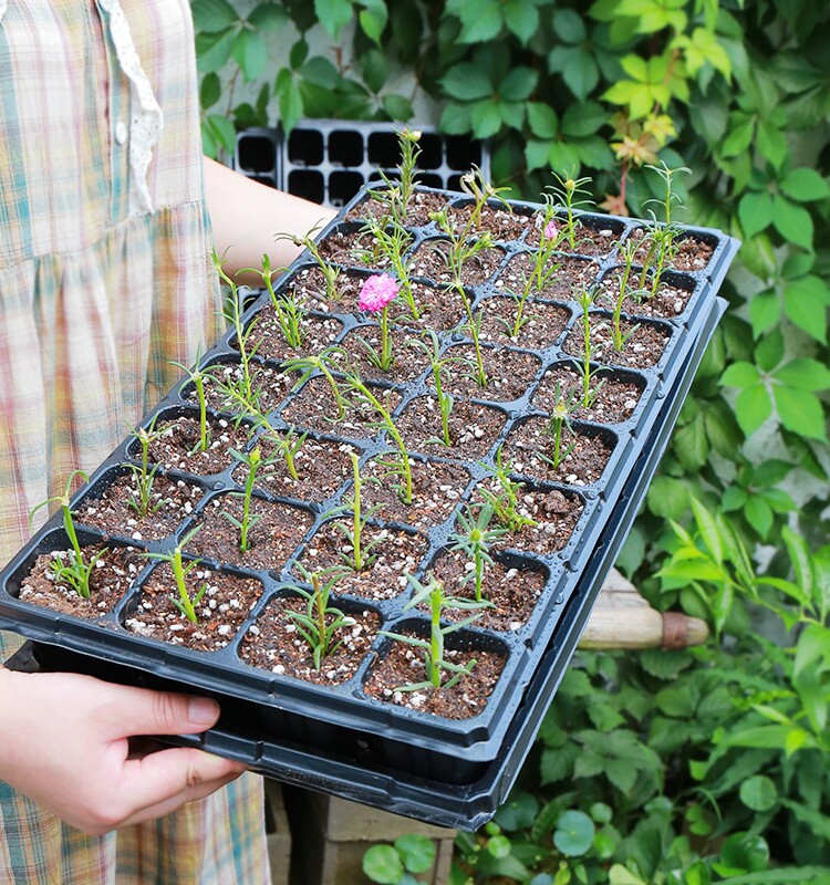 苗穴盘营养杯西瓜托盘茄子育苗盘辣椒草莓菜盆蔬菜芽营养钵育