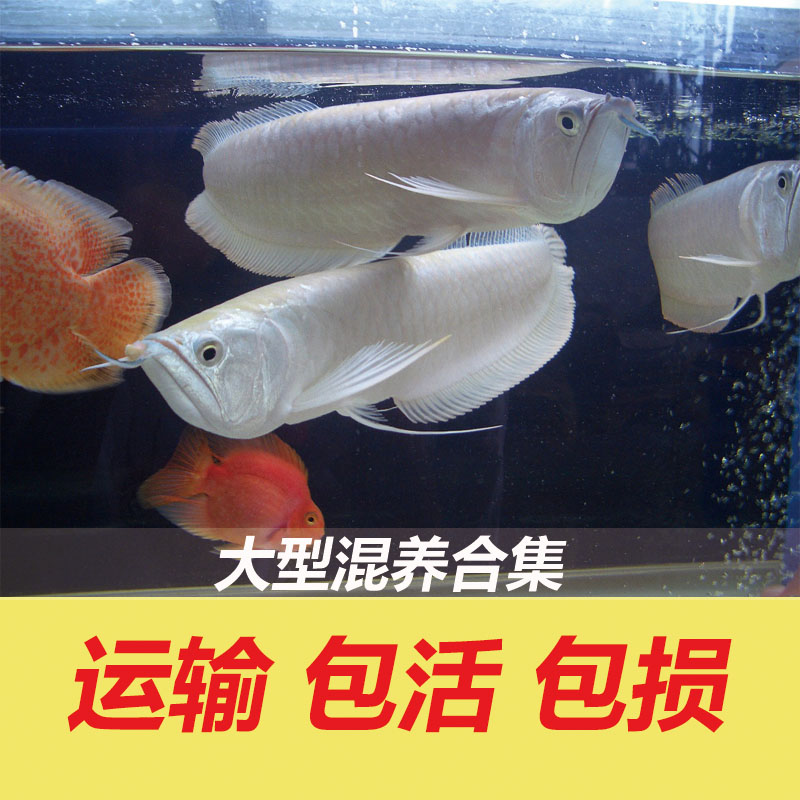 银龙鱼活体鱼大中型热带鱼观赏鱼鱼缸淡水风水鱼发财鱼金龙鱼龙