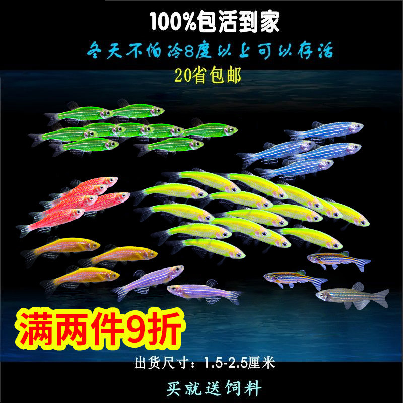 小型热带鱼活体包邮热带鱼斑马鱼