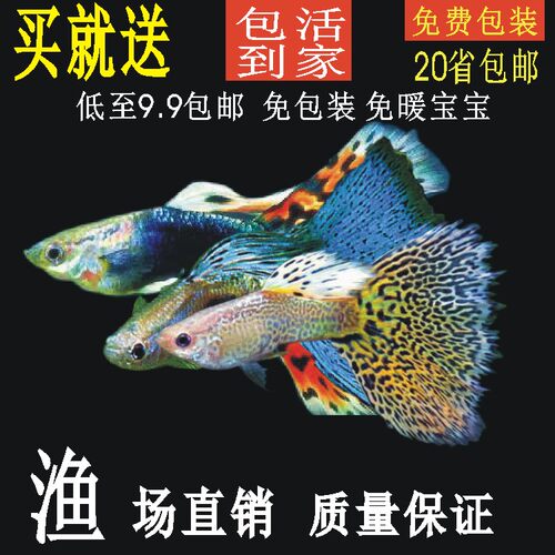 活体好养淡水小型凤尾鱼
