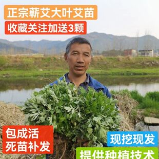 药用蕲艾叶艾草种苗驱蚊艾蒿端午艾草根苗种植盆栽中药材500g包邮