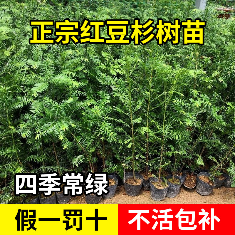红豆杉庭院盆栽四季常青