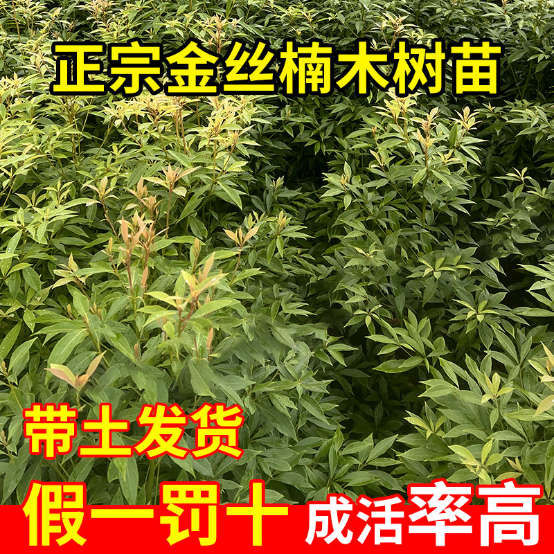 金丝楠木树苗正宗四川小叶桢楠赤