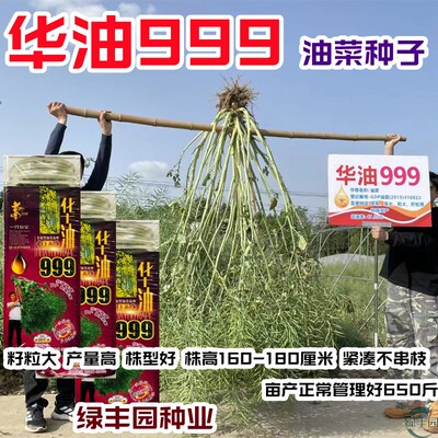 华油999油菜种子早熟高出油抗倒钢杆大籽粒菜籽秋冬季油菜花种籽