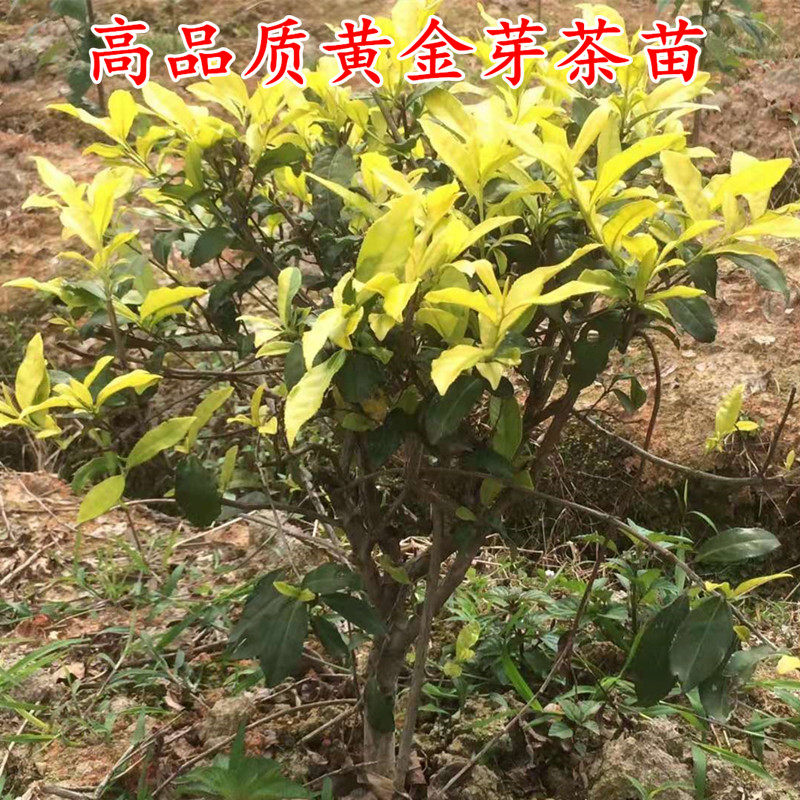 浙江黄金芽营养杯苗 黄金芽茶叶树苗 黄金叶茶树苗 黄茶树