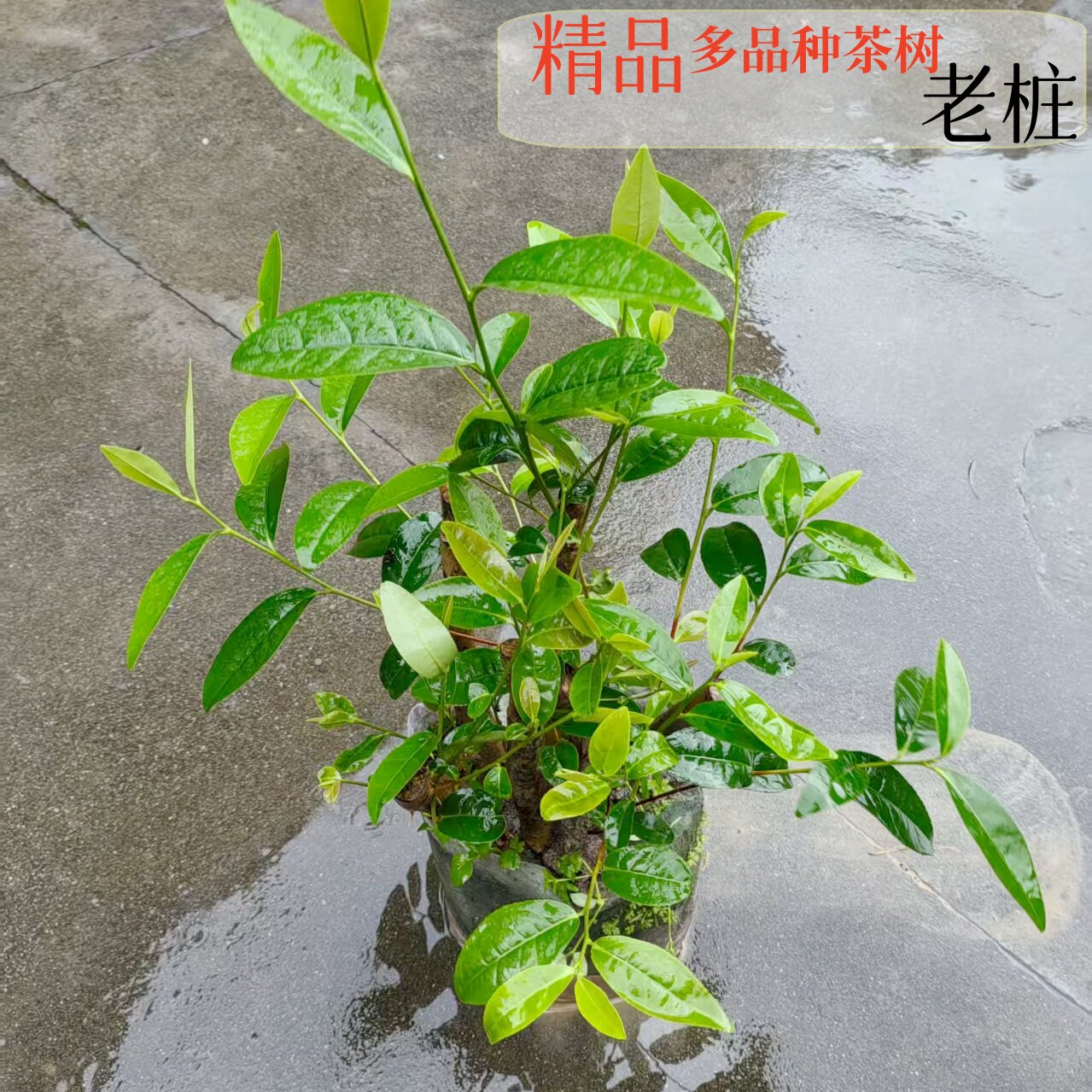 龙井茶苗营养杯苗碧螺春绿茶袋装苗黄金芽盆栽茶苗大红袍容器苗