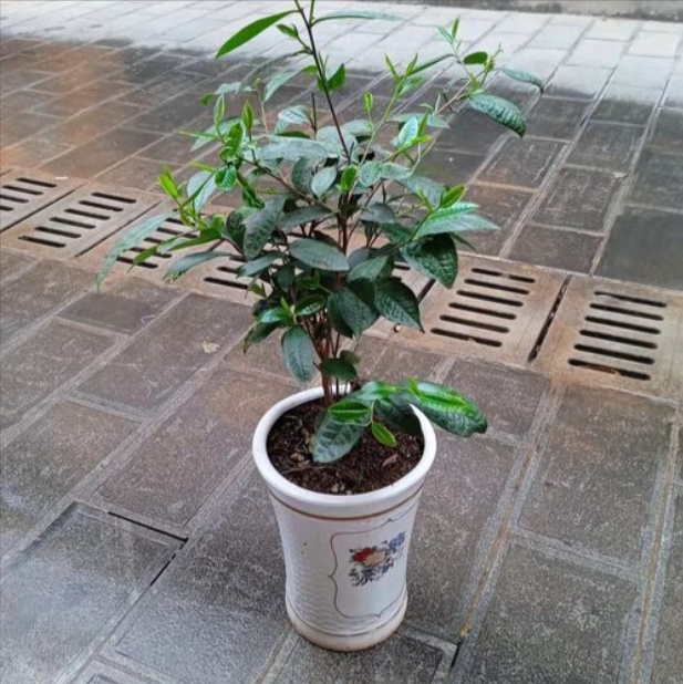 原土原杯鸭屎香茶叶树苗鸭屎香茶树老桩单枞带土球大苗乌龙茶叶苗