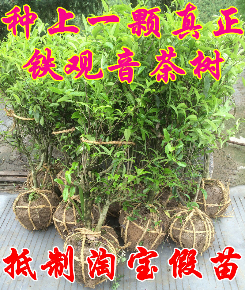 家庭盆栽安溪铁观音茶树苗 铁观音茶苗含盆发货 四季常青茶叶树苗