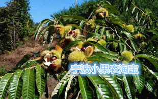 正宗浙江宁波发货板栗树 栗子树 板粟树苗 毛栗树苗果树可地栽