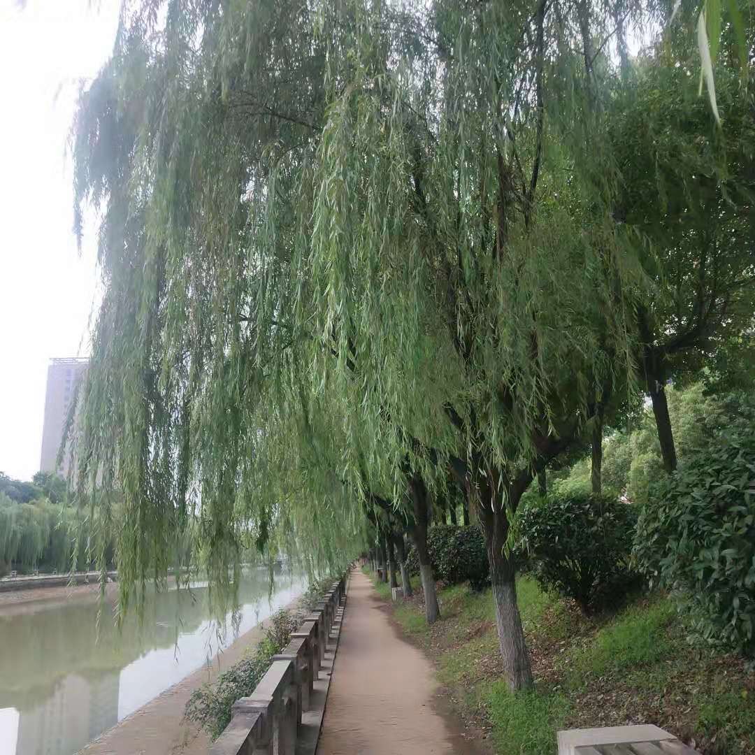 庭院绿化柳树苗黄金柳直柳