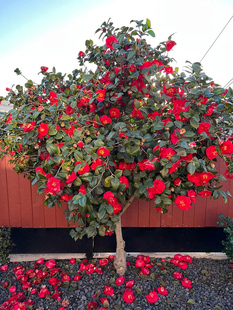 耐寒山茶花树苗庭院别墅地栽盆栽茶花茶梅球绿植花卉四季耐冬植物