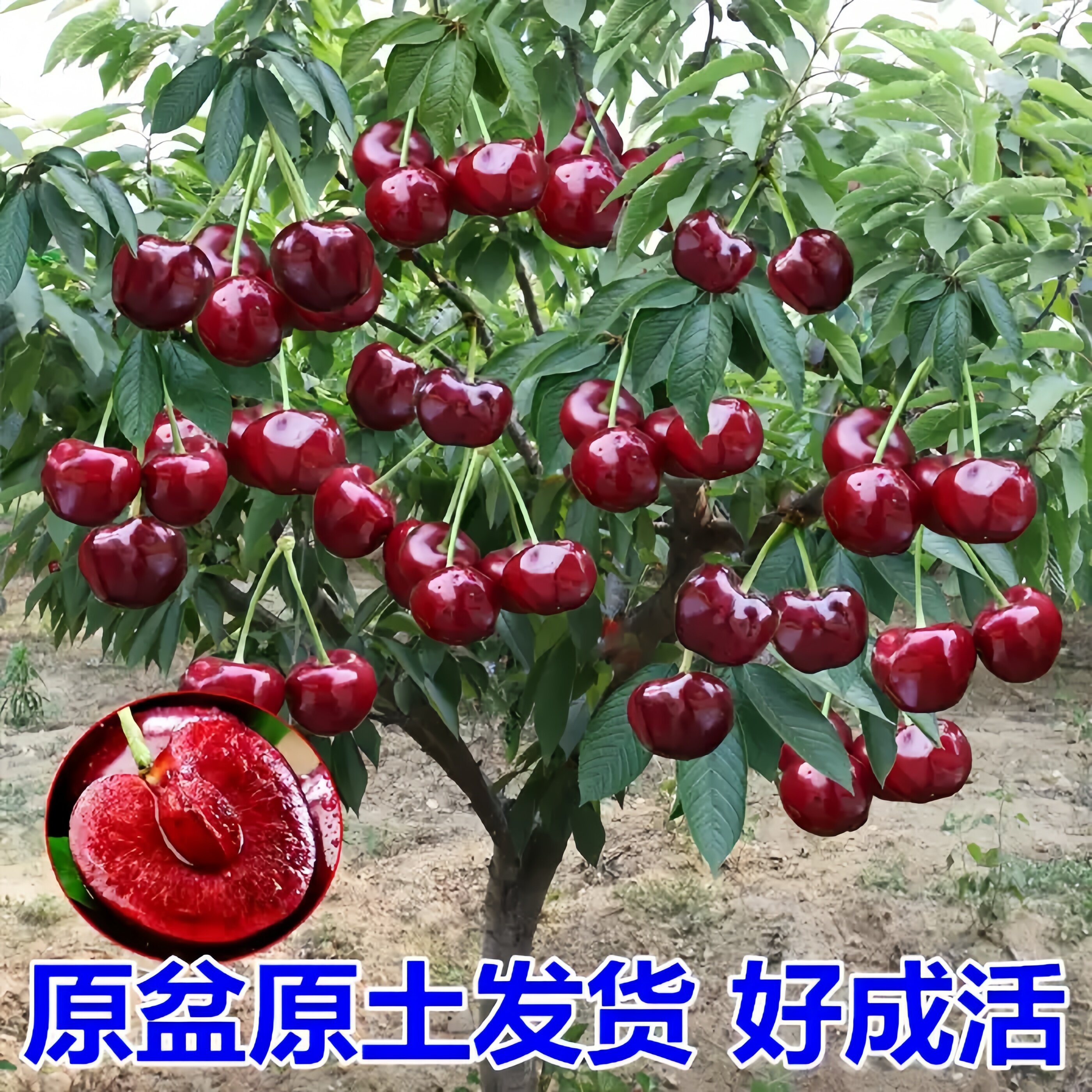 车厘子树苗特大樱桃树苗南北方种植庭院果树矮化樱桃苗树当年结果
