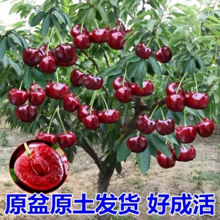 车厘子树苗特大樱桃树苗南北方种植庭院果树矮化樱桃苗树当年结果