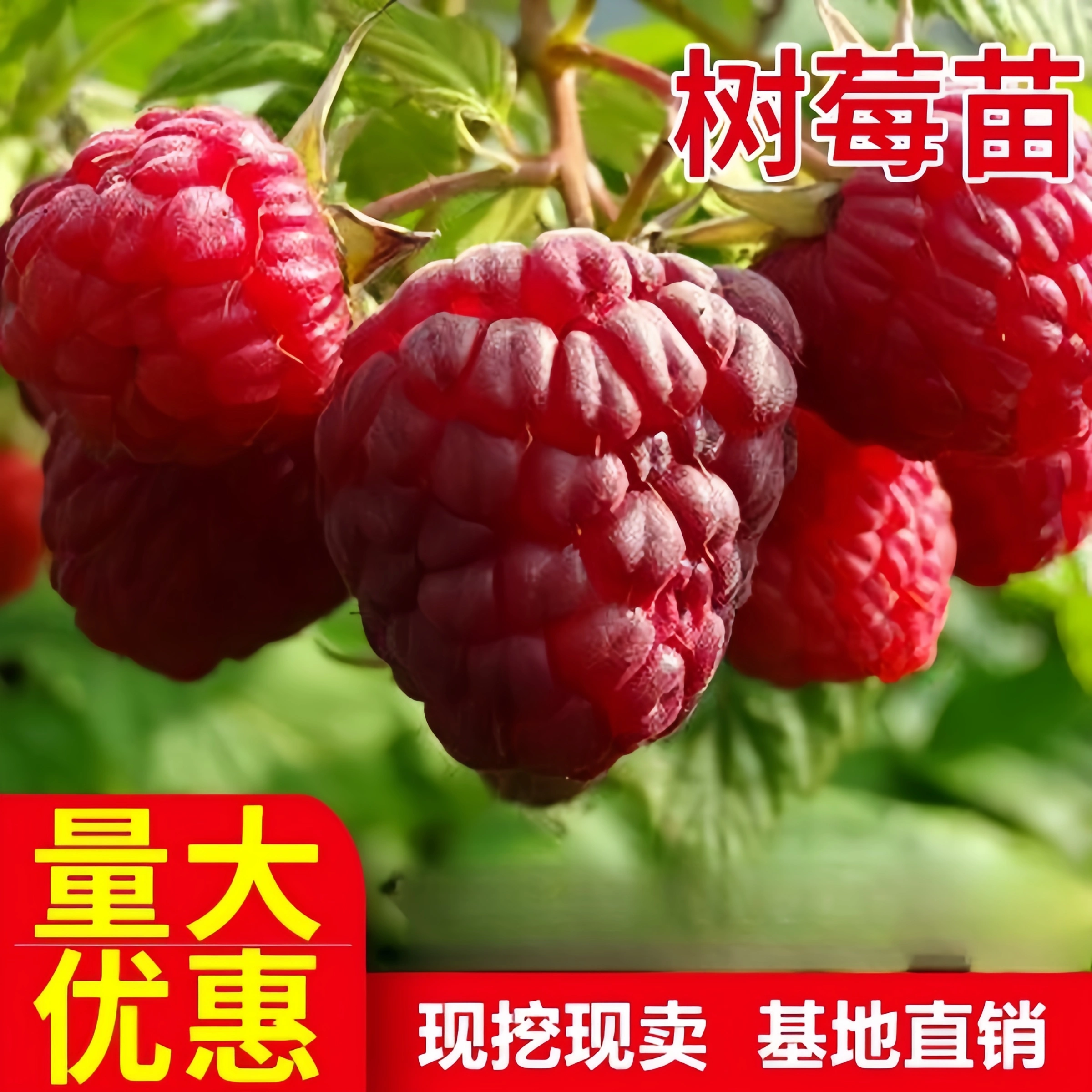 红树莓苗 黑树莓苗 保健水果苗 盆栽果树苗木 喜光 耐旱 特耐寒