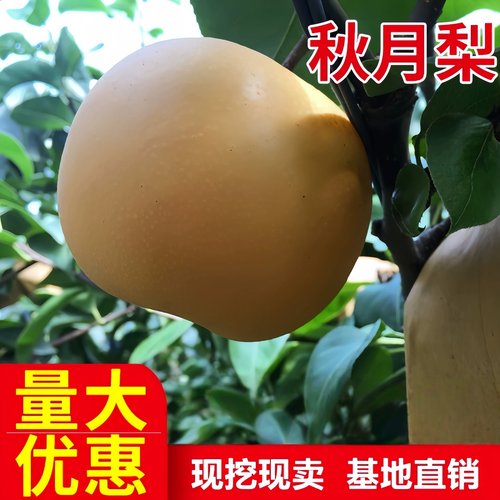 秋月梨树果苗活苗南北方庭院盆栽地栽种植特大阳台嫁接苗当年结果