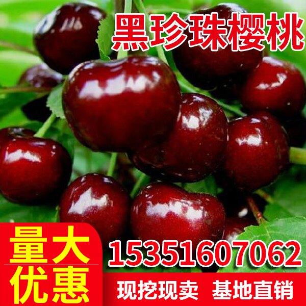 黑珍珠樱桃苗果树嫁接南北方庭院地栽特大车厘子盆栽地栽当年结果
