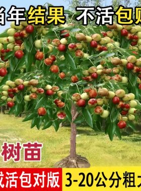 沾化冬枣嫁接活苗当年结果盆栽