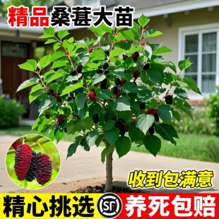 桑葚桑树苗当年结果盆栽地栽阳台庭院四季可种南北方种植耐寒抗旱