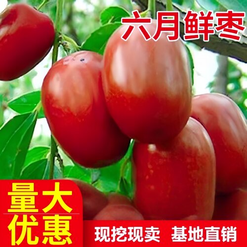 极早熟鲜枣六月嫁接北方种植树苗