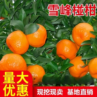 碰柑树苗雪峰椪柑嫁接椪柑苗南北方柑桔子果树苗无核橘子当年结果