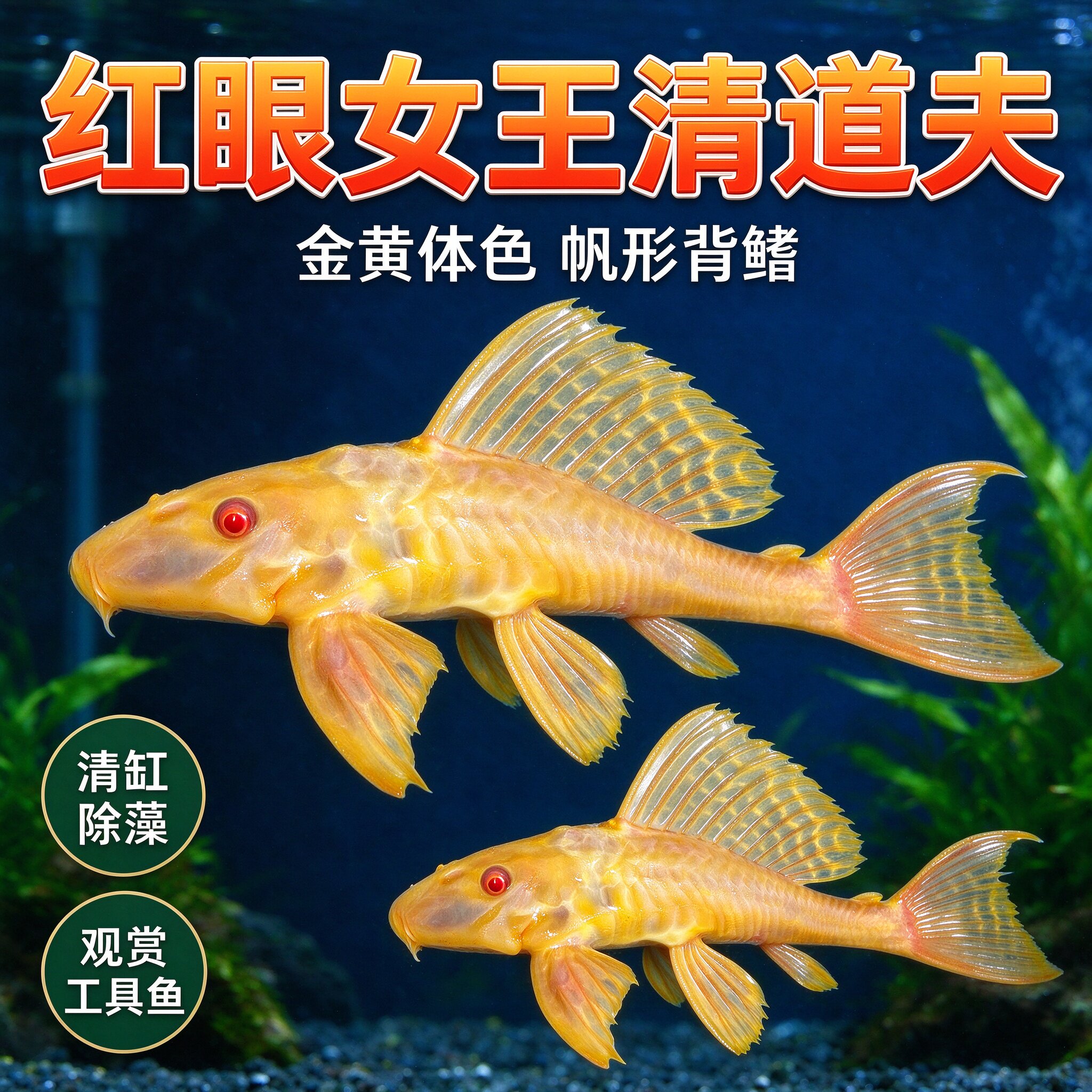 红眼女王清道夫鱼 黄金大帆异型鱼 草缸除藻工具鱼热带观赏鱼