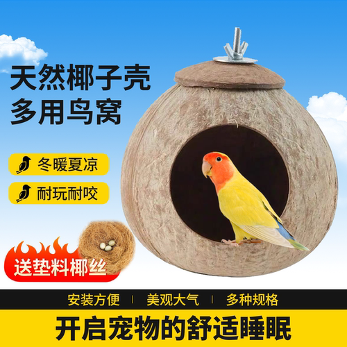 椰子壳鸟窝中小型鹦鹉天然