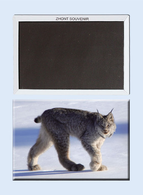 卡通马其顿 猞猁 磁性冰箱贴  磁贴 家居小磁铁22298个性创意