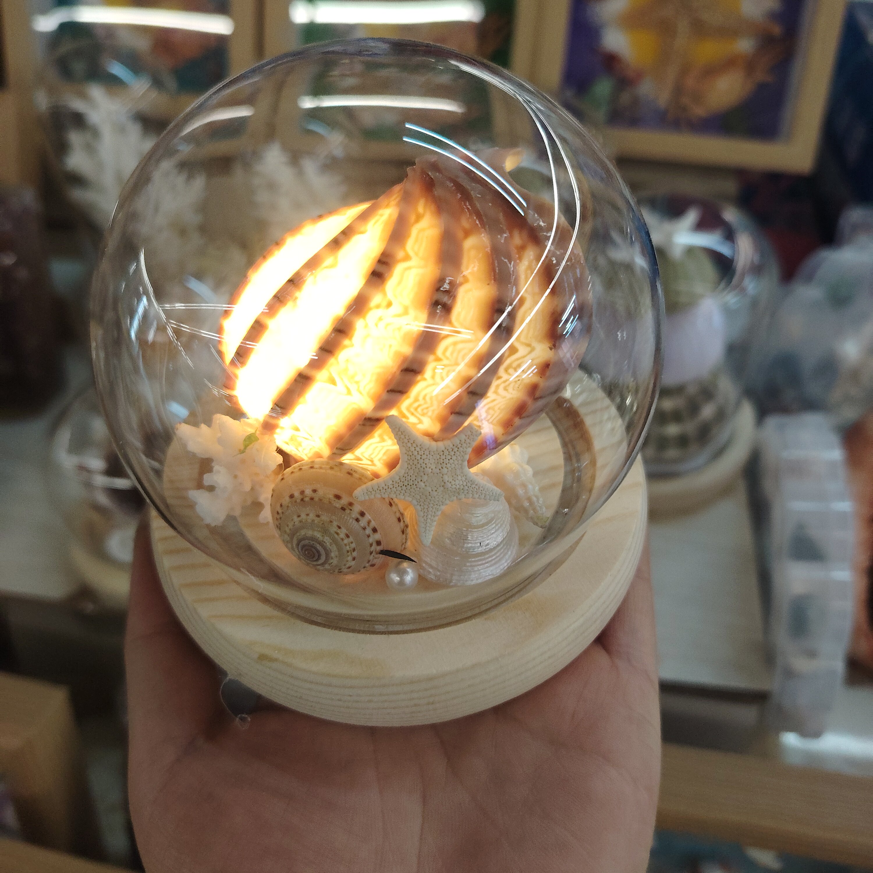 海胆灯成品包邮 小夜灯发光电池海螺/贝壳/珊瑚