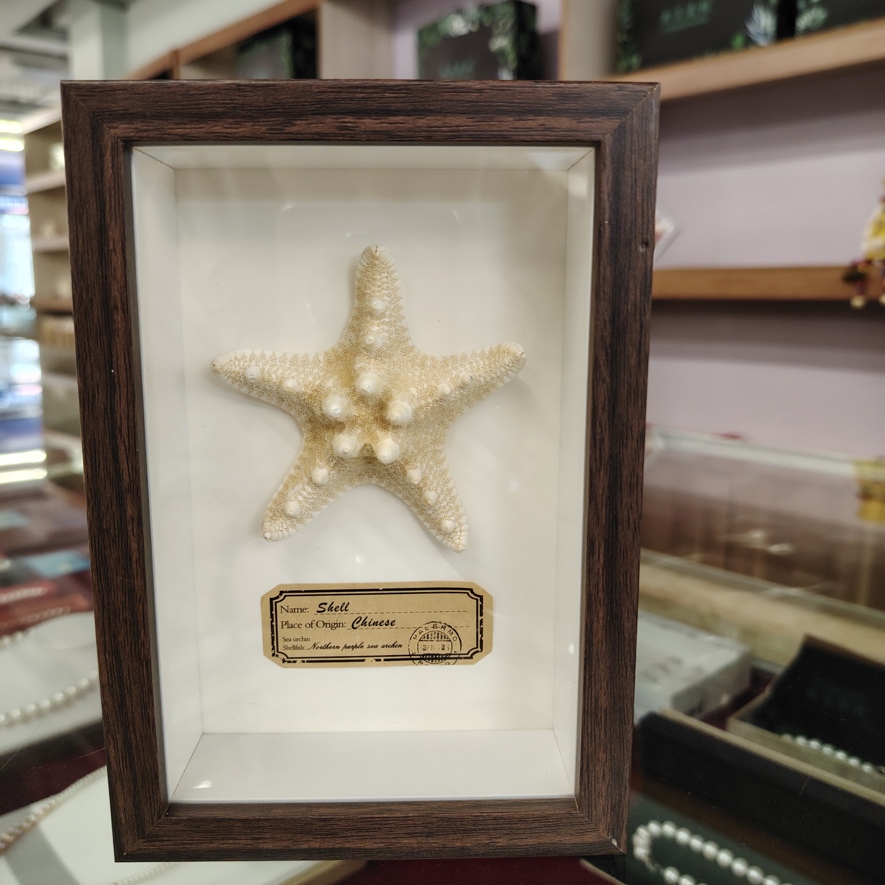 北戴河礼物贝壳海星相框北戴河贝壳礼盒伴手礼