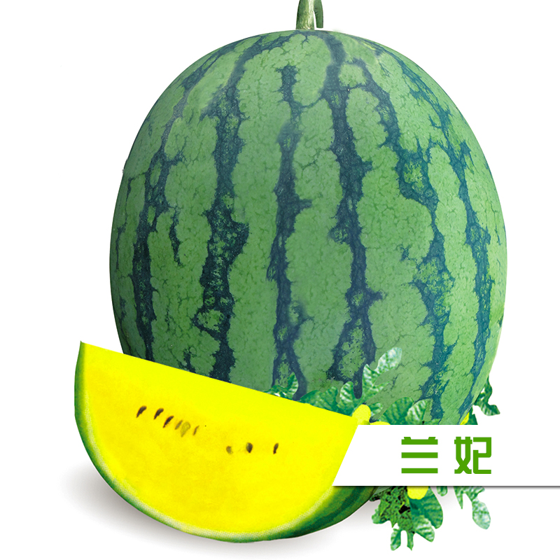 江淮园艺兰妃西瓜种子中早熟黄肉西瓜短椭形至高球形品质好200粒
