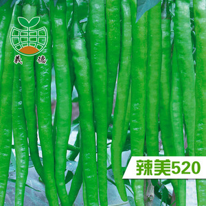 江淮园艺【辣美520】辣椒种子抗病性好早熟线椒8克/袋1000粒左右