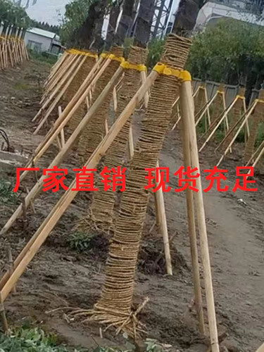 树木支撑架松木杨木杉木固定器
