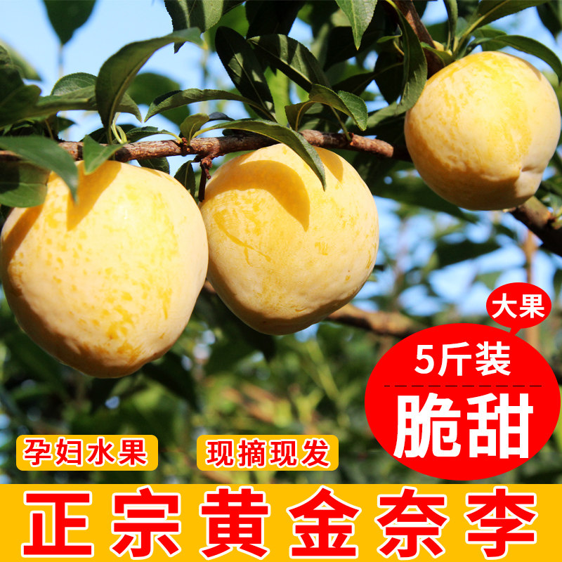 正宗黄金奈李礼盒装湖南孕妇水果