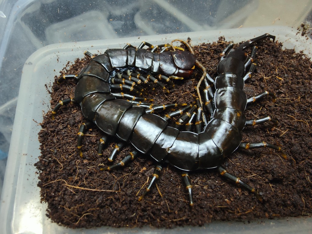 海南黑间脚蜈蚣爬虫宠物蜈蚣巨人蜈蚣18-22cm
