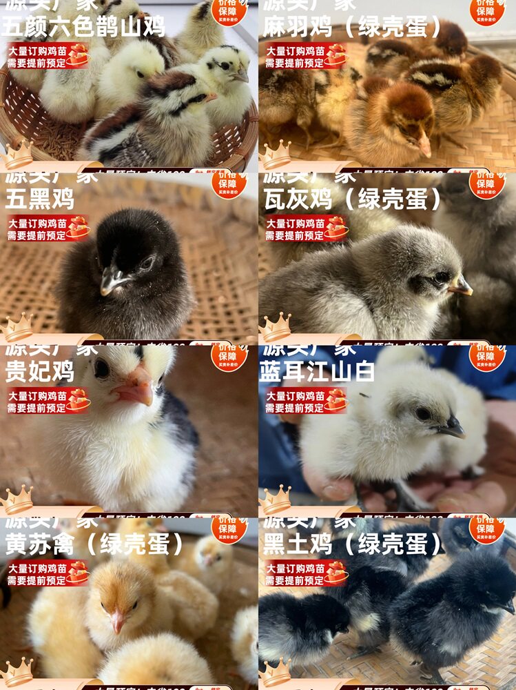 【幼苗】单品混合下蛋鸡正宗麻羽黑羽黄苏禽贵妃江山白鹊山鸡土鸡
