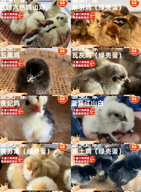 混合幼苗下蛋鸡贵妃江山白鹊山鸡