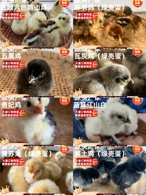 混合幼苗下蛋鸡贵妃江山白鹊山鸡