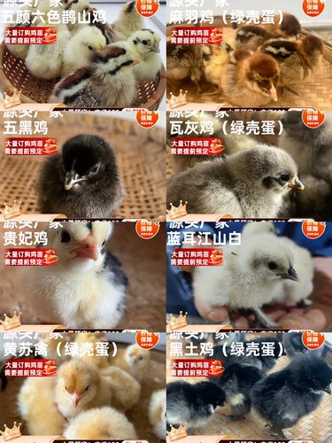 混合幼苗下蛋鸡贵妃江山白鹊山鸡