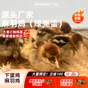 【幼苗】正宗麻羽绿壳蛋鸡包邮到家疫苗产蛋鸡包活到家源头厂家