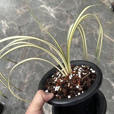 秋芝兰花线艺朱金艺秋芝大中透艺草国兰草兰花苗花卉绿植盆栽对版