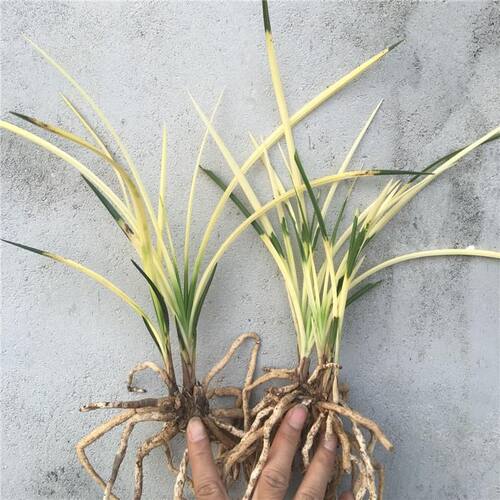 兰花名品蕙兰虎斑高端艺草花卉绿植盆栽客厅阳台卧室书房庭院包邮