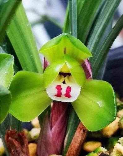 对版兰花苗春兰花卉老种大富贵浓香荷瓣名品室内阳台庭院好养易活