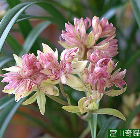 建兰四季兰花老种富山奇蝶超级浓香经典奇花室内庭院盆栽绿植包邮