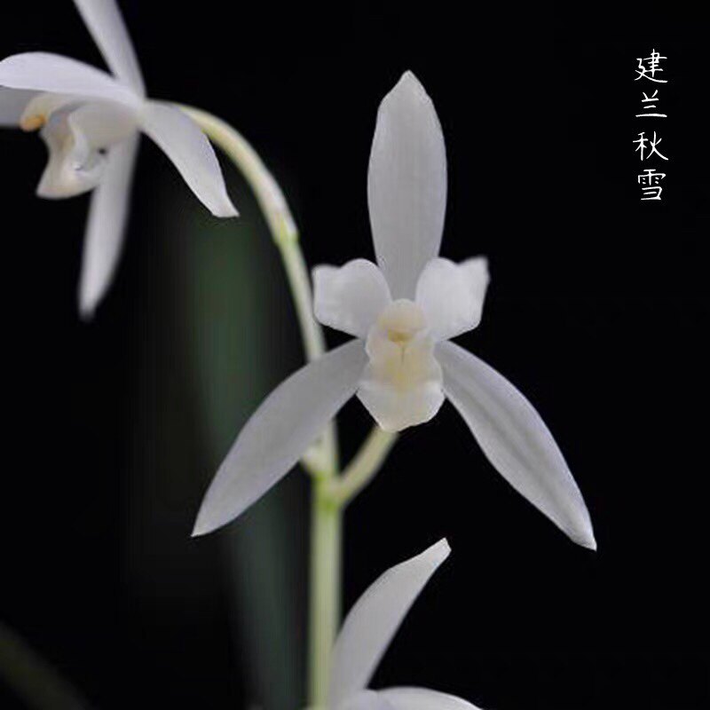建兰四季兰花秋雪素高档雪白花卉夏秋带花苞室内盆栽绿植阳台庭院