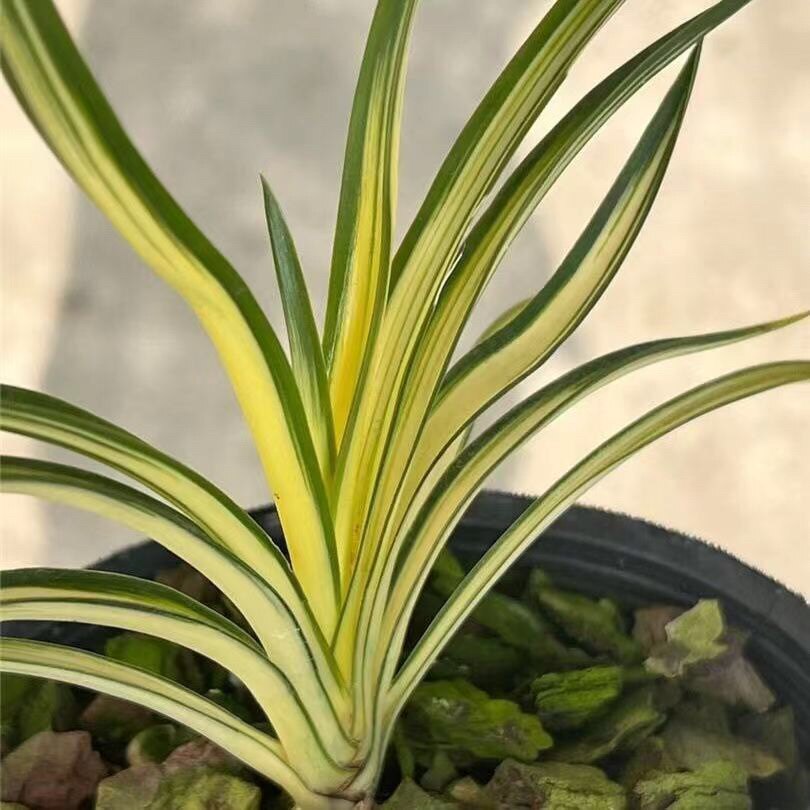 高端艺草秋芝中透艺套叶兰花卉绿植盆栽原盆原土发货矮种盆景包邮