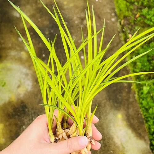 精品兰花苗高档名贵花卉春兰黄金中透艺先明艺绿植盆栽