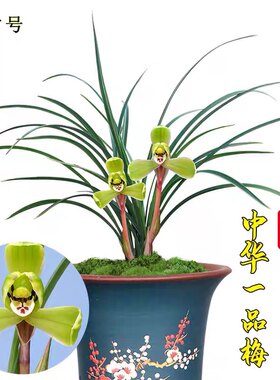 对版包邮春兰梅瓣线艺草中华一品梅兰花苗花卉绿植盆栽园艺浓香型