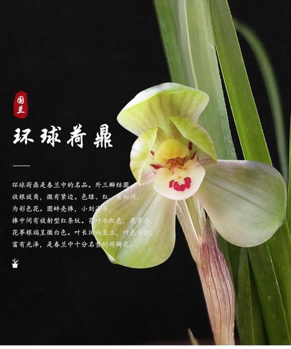 包对版春兰花卉名品环球荷鼎浓香荷瓣型鲜花绿植室内盆栽园艺包邮