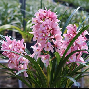 大花蕙兰花年宵花卉浪漫樱花春节开花带花苞浓香室内阳台盆栽绿植